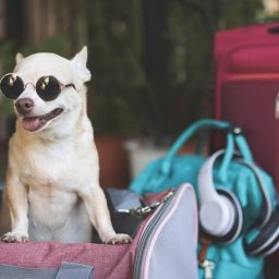 purseforpuppy6