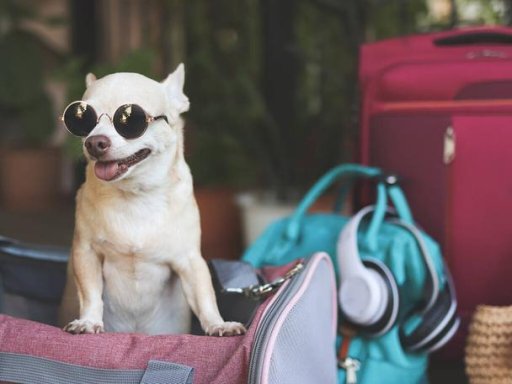 purseforpuppy6